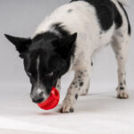 Piłka Dentystyczna dla Psa na Smaczki Przysmaki Gryzak Zabawka Czerwona - obrazek 2