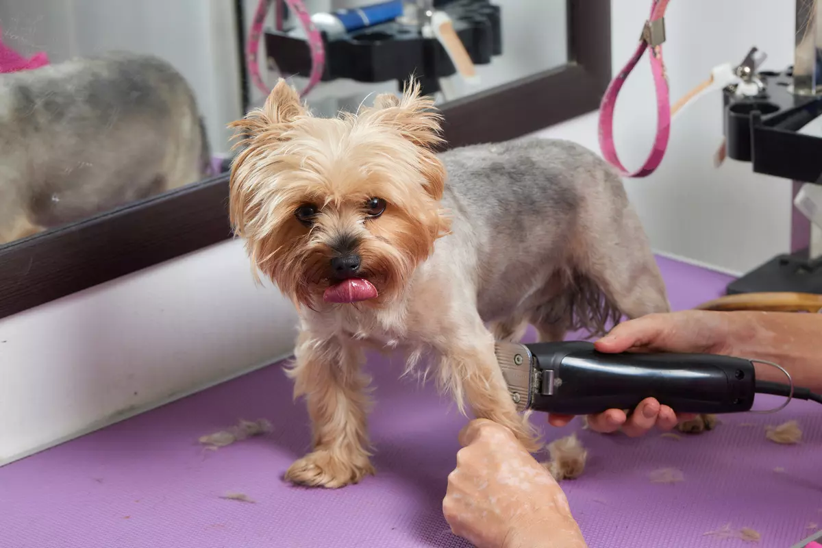 Dbanie o sierść psa przy użyciu maszynki