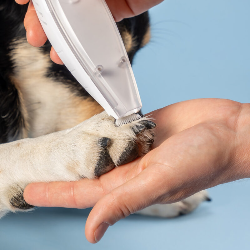  jak często obcinać pazury