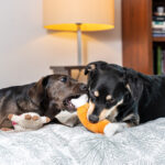 Zabawki dla psa Szarpaki Pluszaki Gryzaki zestaw 7 sztuk Miękkie Wytrzymałe - obrazek 2