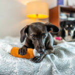 Zabawki dla psa Szarpaki Pluszaki Gryzaki zestaw 7 sztuk Miękkie Wytrzymałe - obrazek 3