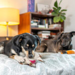 Zabawki dla psa Szarpaki Pluszaki Gryzaki zestaw 7 sztuk Miękkie Wytrzymałe - obrazek 4