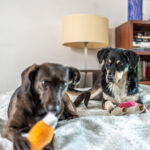 Zabawki dla psa Szarpaki Pluszaki Gryzaki zestaw 7 sztuk Miękkie Wytrzymałe - obrazek 5