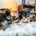 Zabawki dla psa Szarpaki Pluszaki Gryzaki zestaw 7 sztuk Miękkie Wytrzymałe - obrazek 6